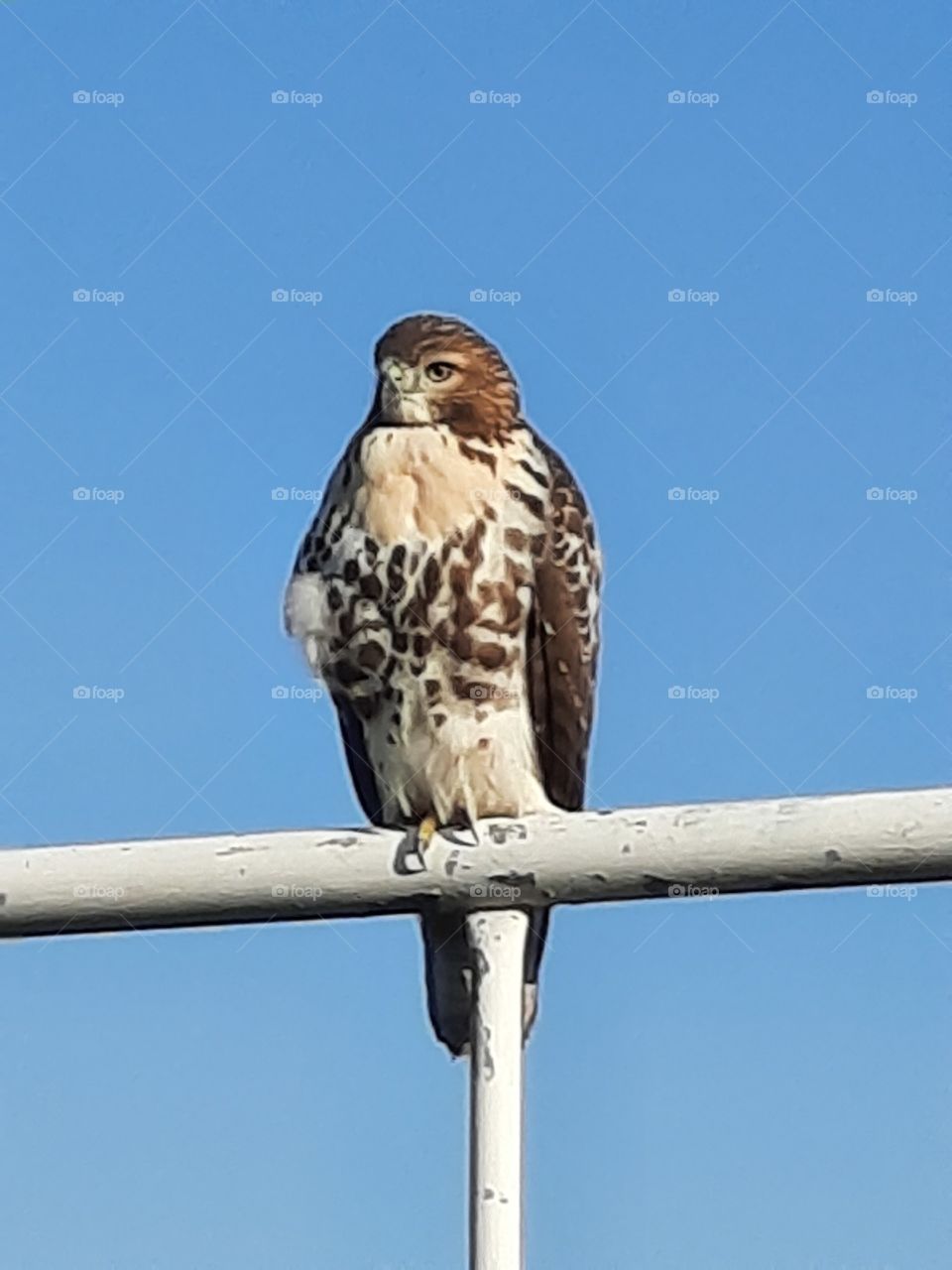 vigilant Falcon