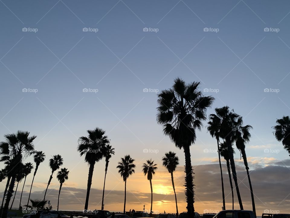 Beautiful outline of San Diego’s palm trees with a beach sunset
