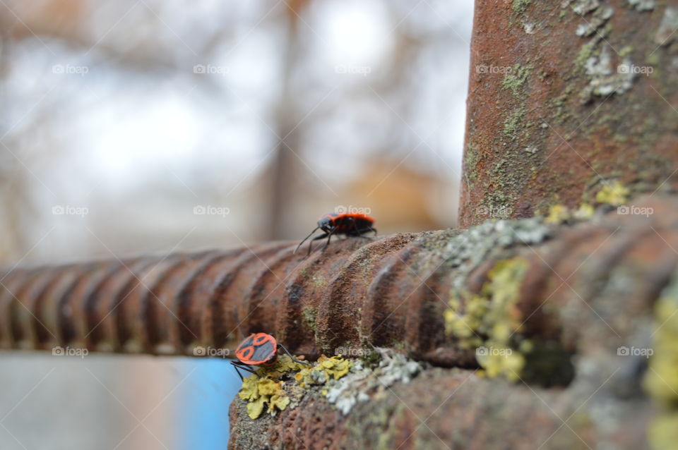 No Person, Wood, Nature, Outdoors, Tree