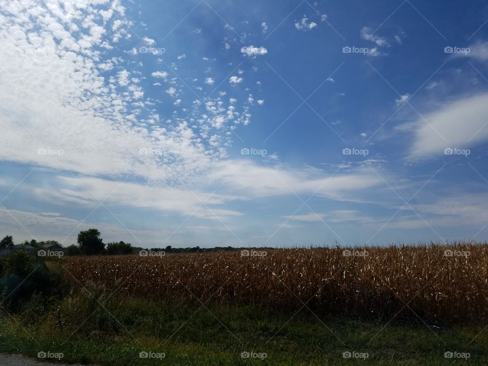 Illinois fall corn field blue sky, clouds