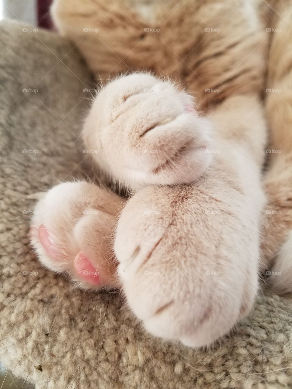 Cat paws