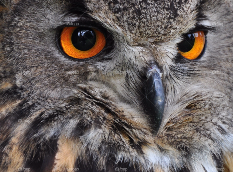 bird feathers eyes owl by SirBluto
