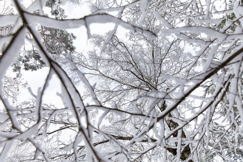 Winter nature, looking through the snowy tree branches