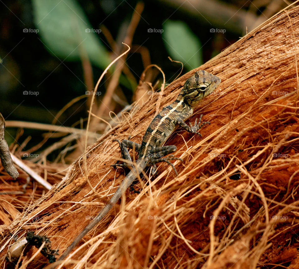 Garden  lizard  - backyard  - natural beauty