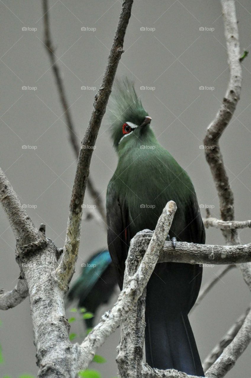 bird on branch