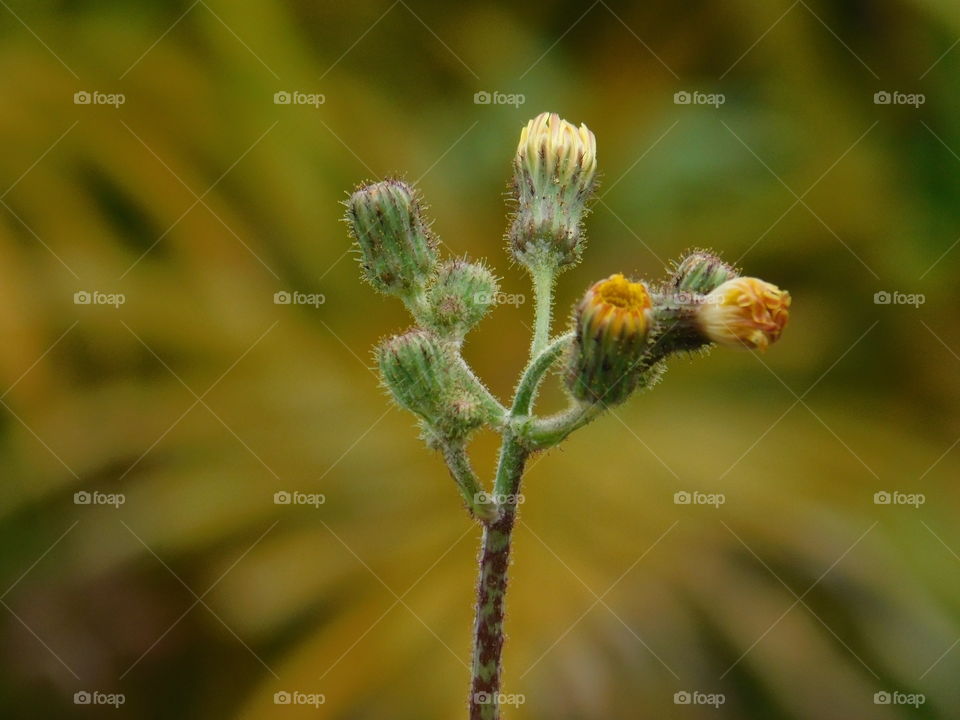 Natural beauty of Flower bud or flower head with attractive and beautiful background.
