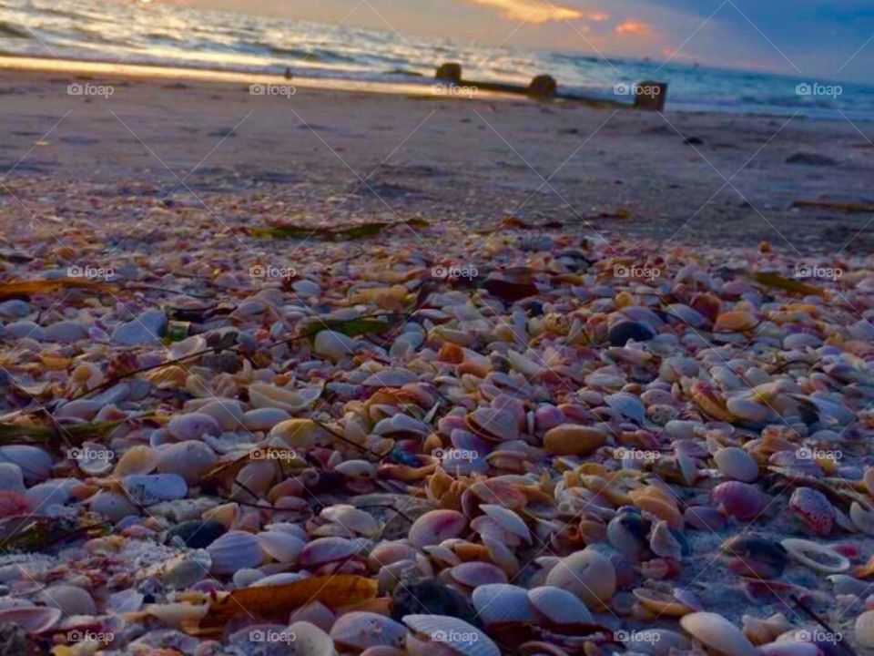 Shells at sunset 