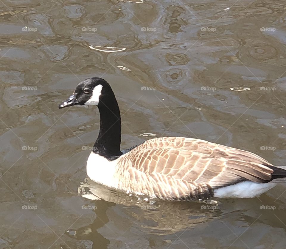 geese Eating bread 