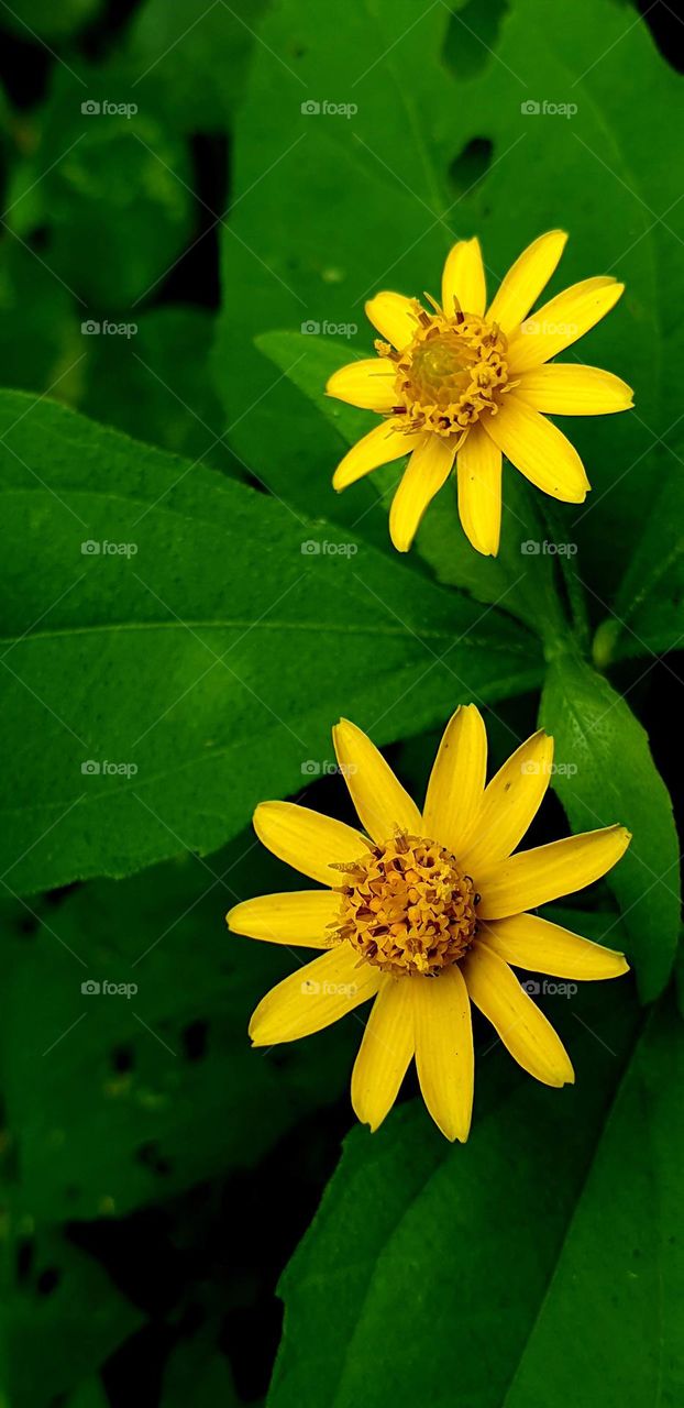 beautiful wild plant green bush and beautiful yellow flower