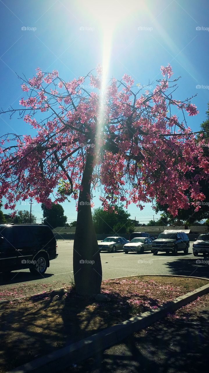 tree with flowers