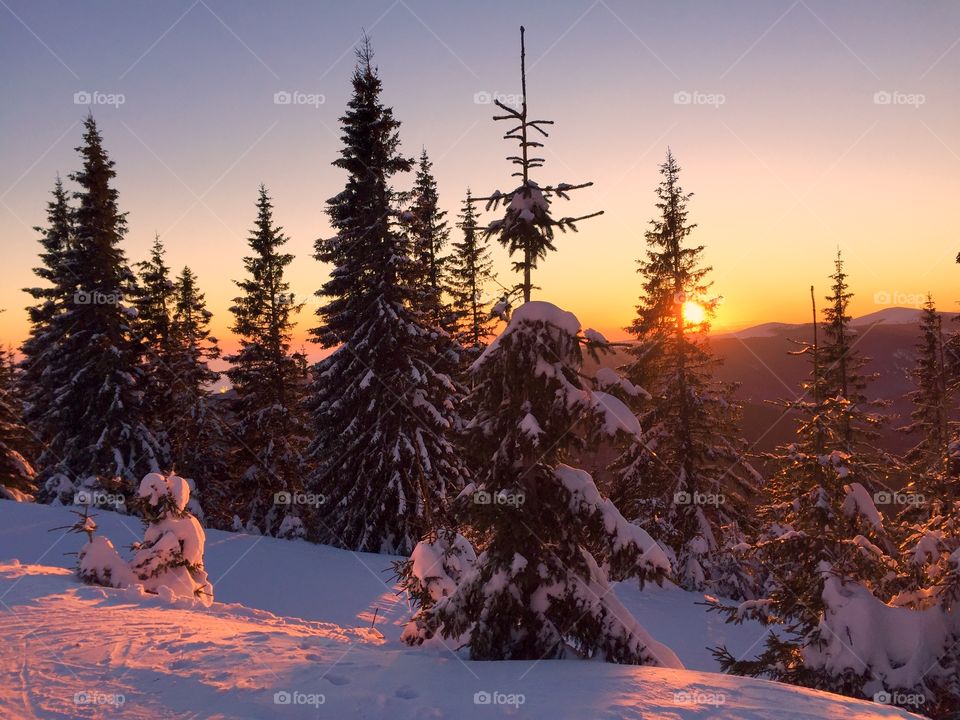 Coniferous trees in the sunlight