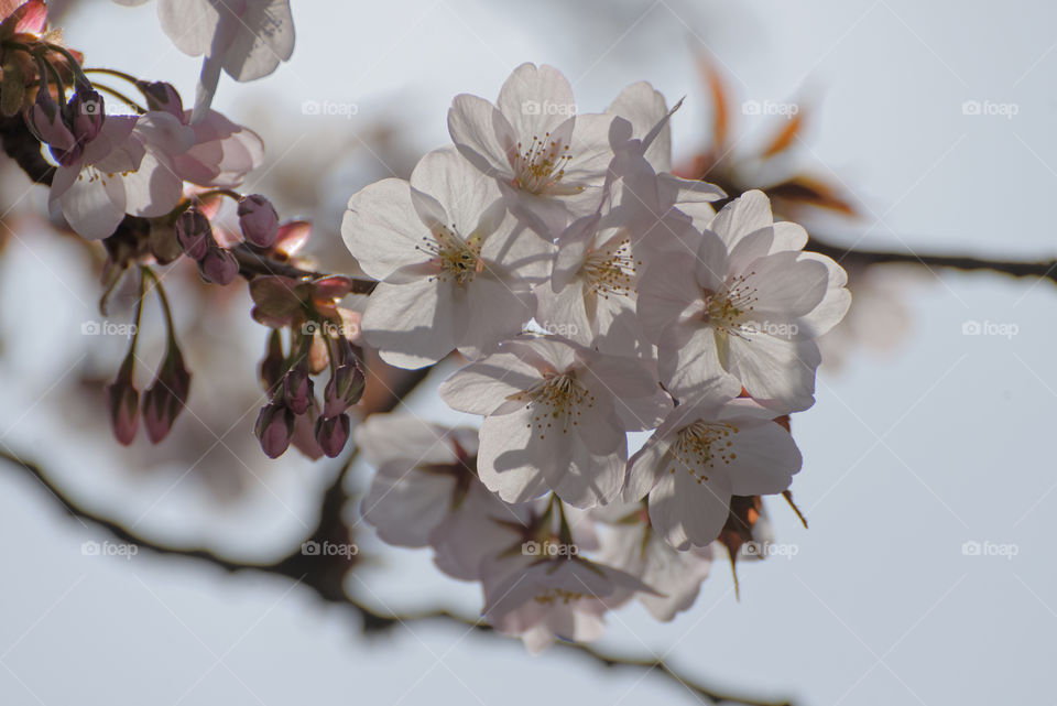 Translucent pale pink Somei Yoshino cluster