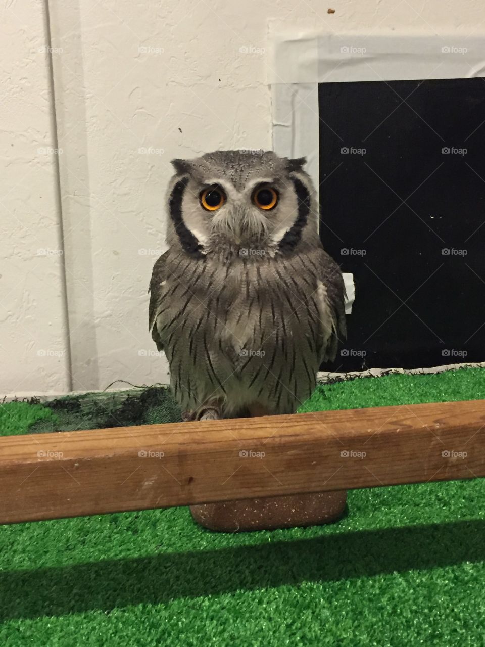 Owl at an owl cafe