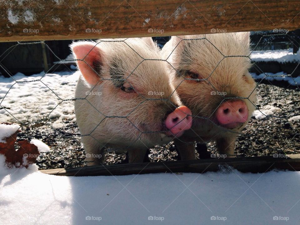 Snow pigs 