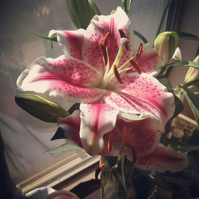 Beauties. My favorite lilies 