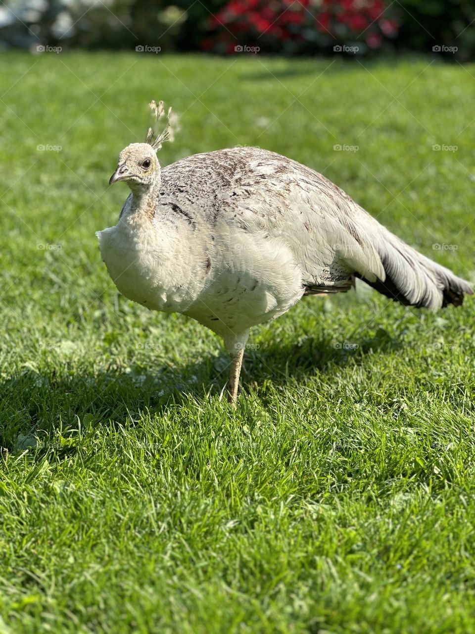 Wild White female peacock