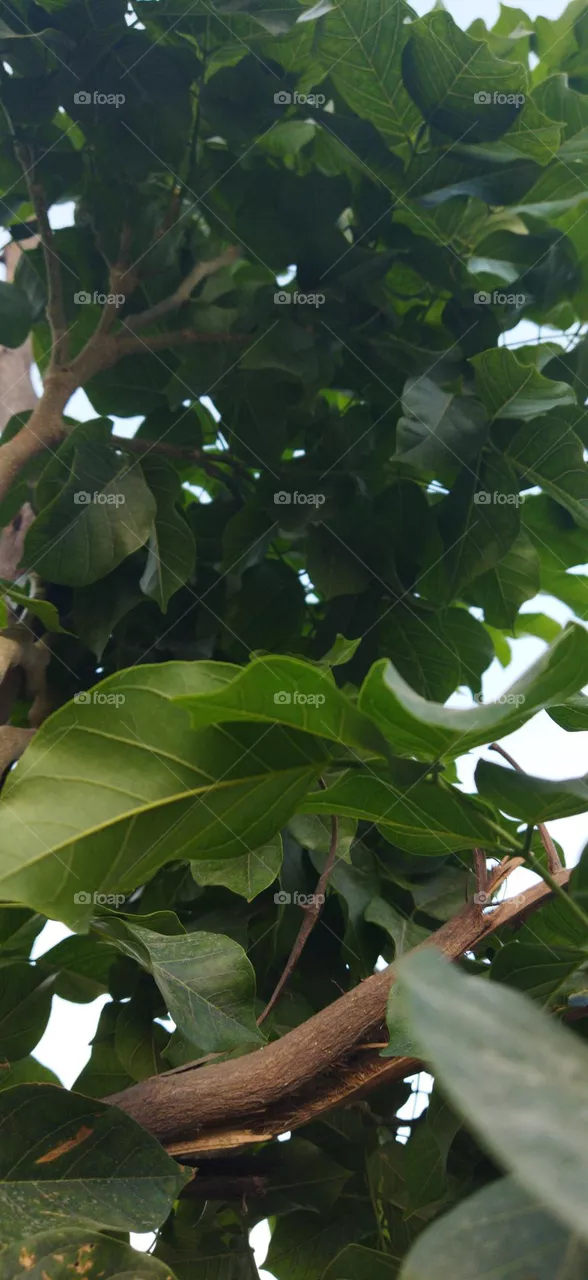 plant around us