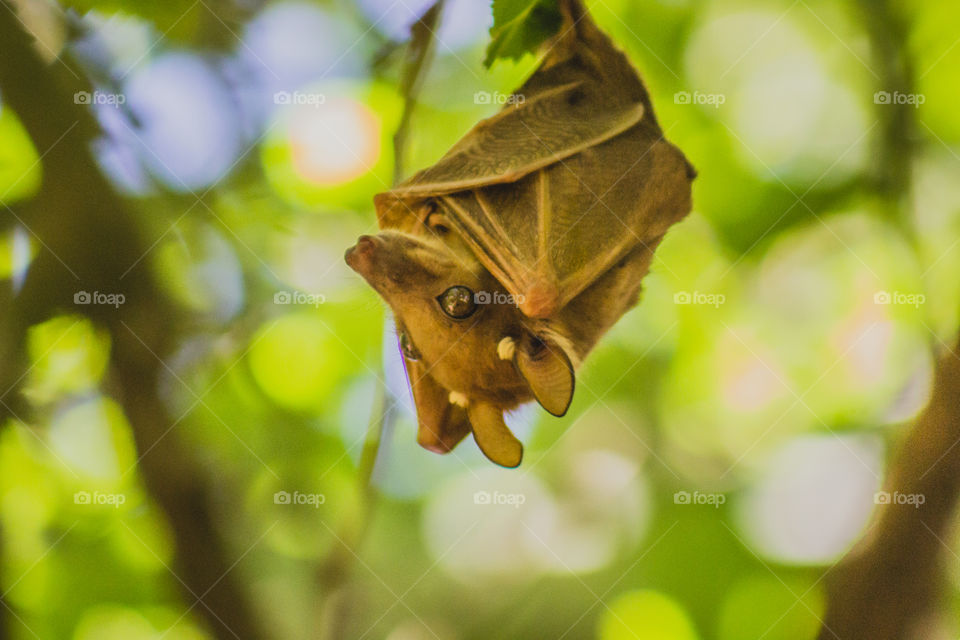 bat in a tree upside down