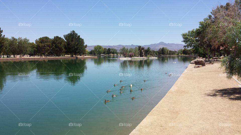 Duck Pond on a Summer Day