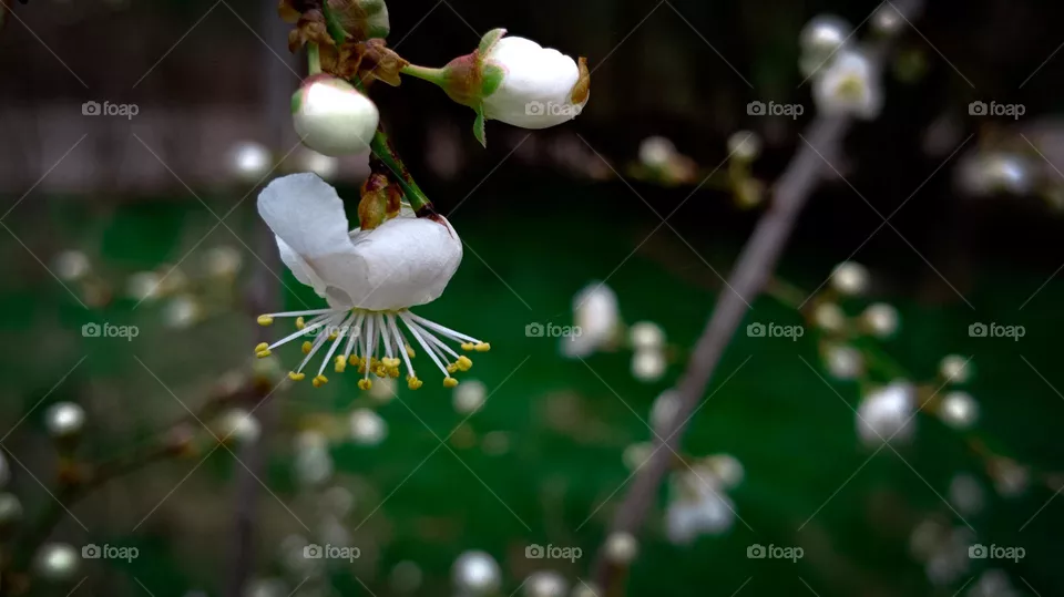 flower
