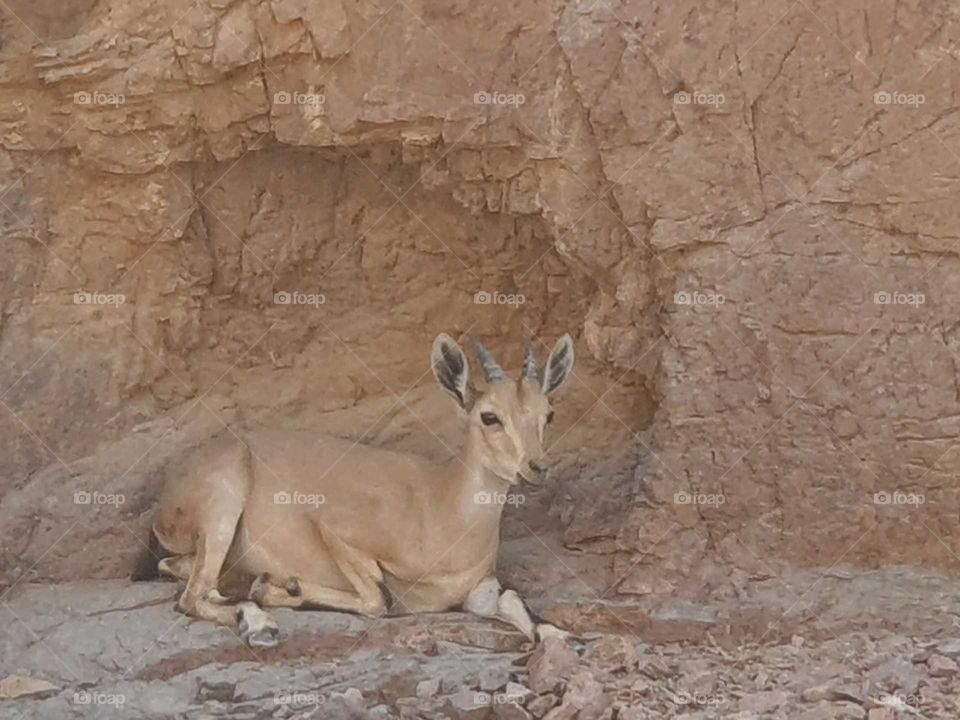 Capricorn sits in the shadow of the mountain
