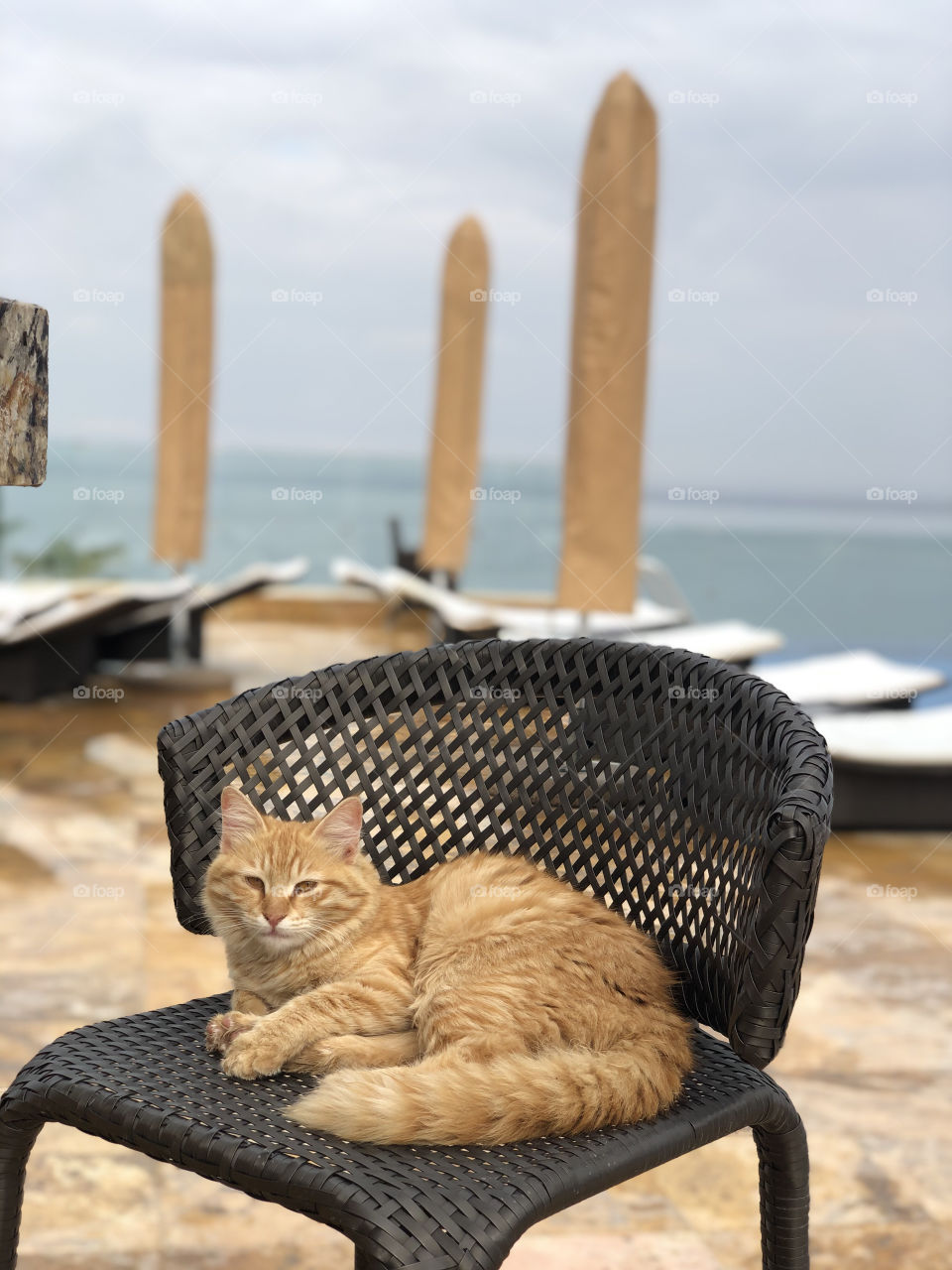 Cat on a chair in a resort 