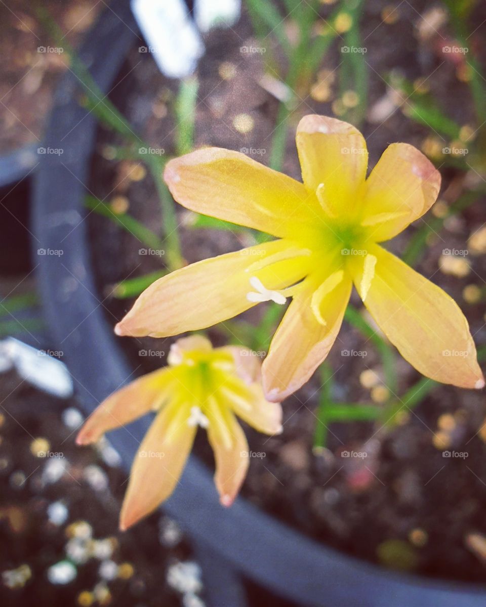 the beautiful rain lilly in Thailand