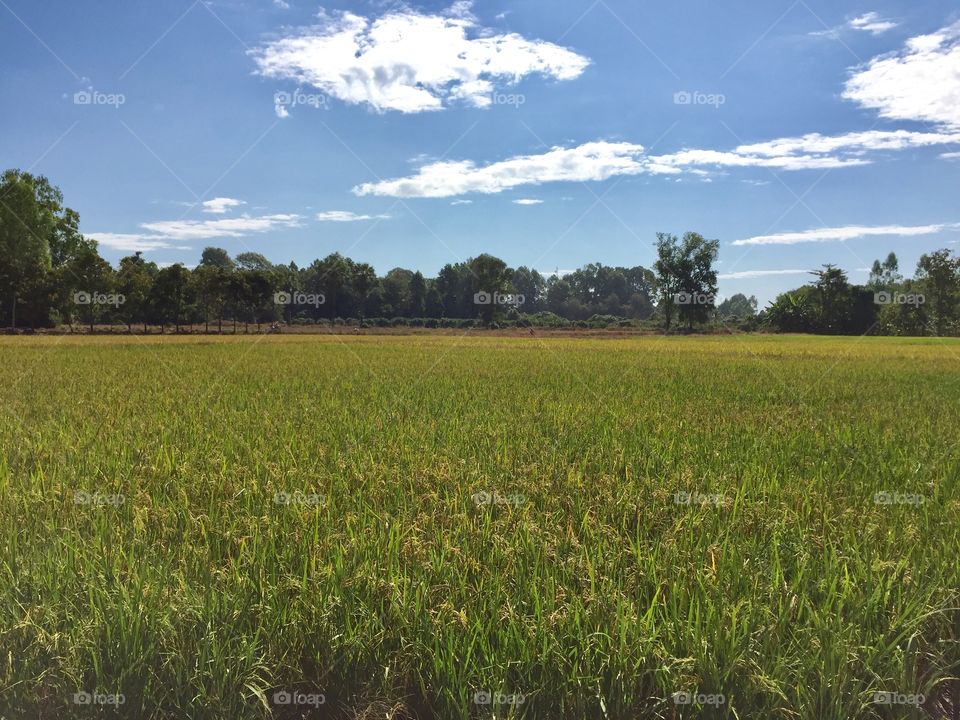 Rice field, field