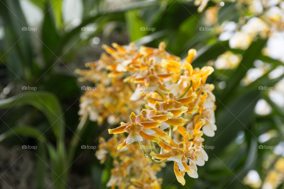 dancing lady yellow orchid