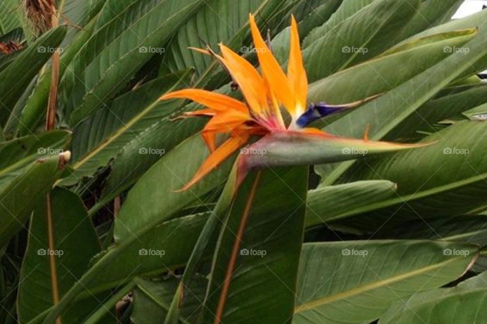 Bird of paradise1