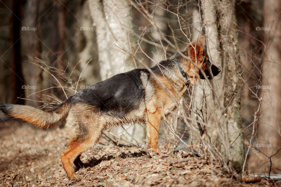 German shepherd 7-th months old puppy in a spring forest at sunny day