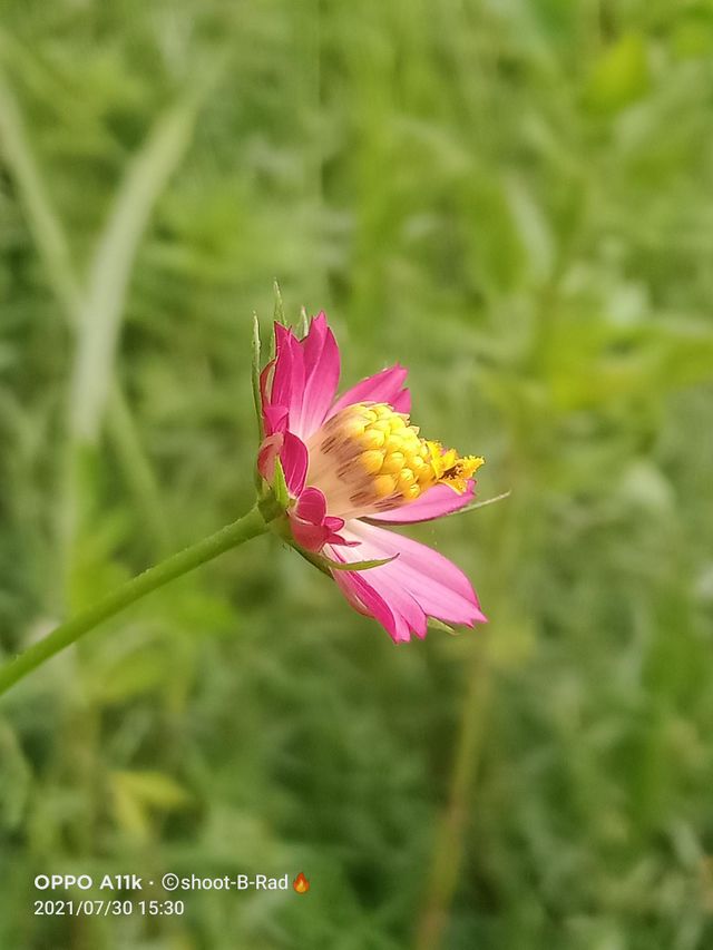 Beauty Flower 🌷