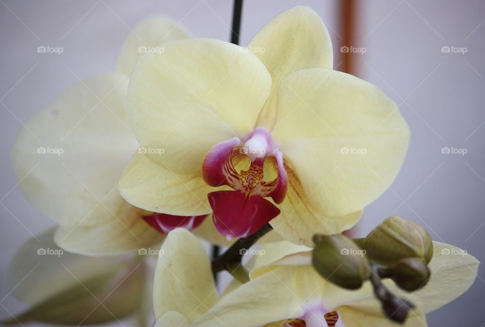 Yellow orchid