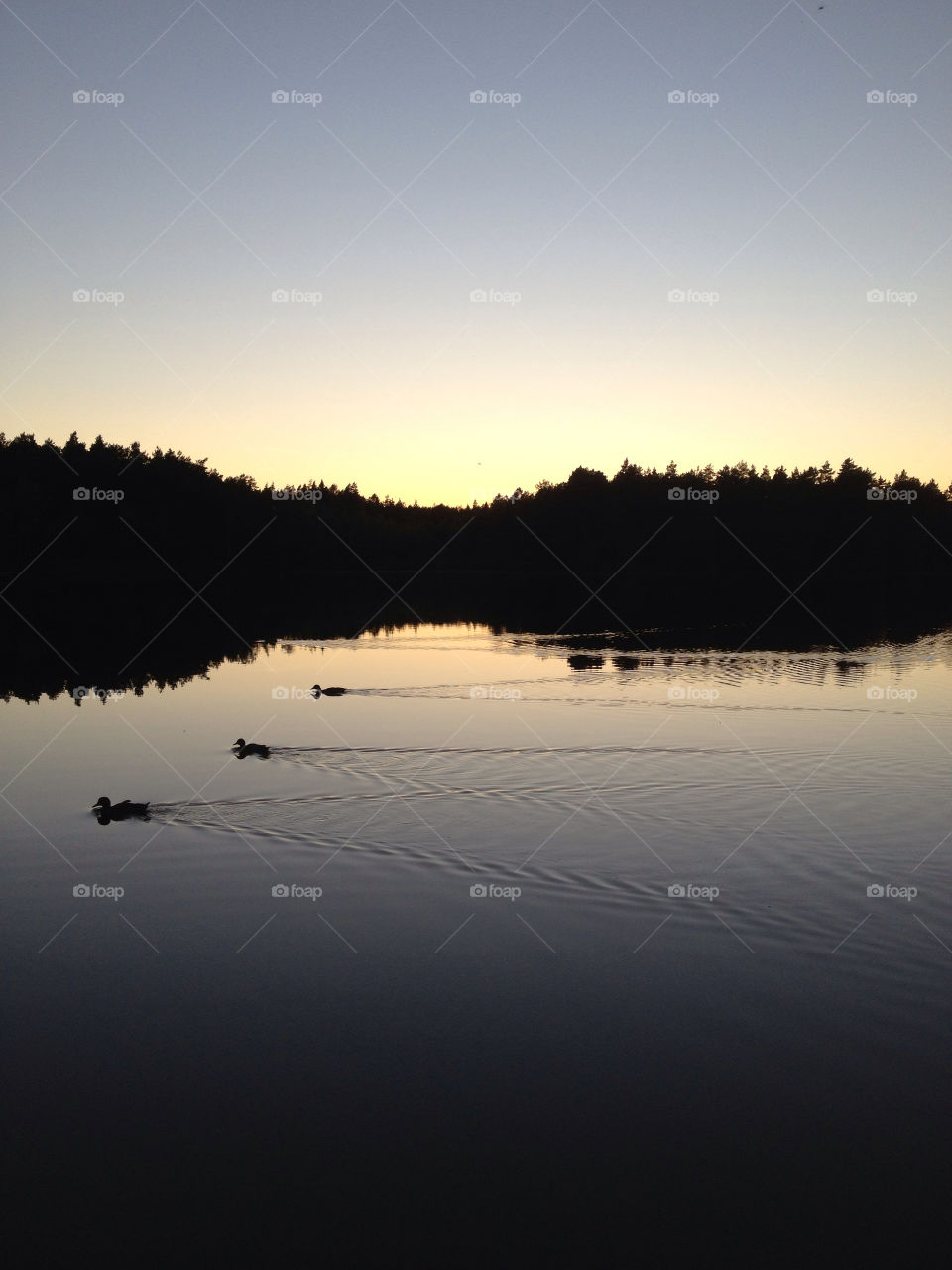 stockholm sunset birds water by kullin