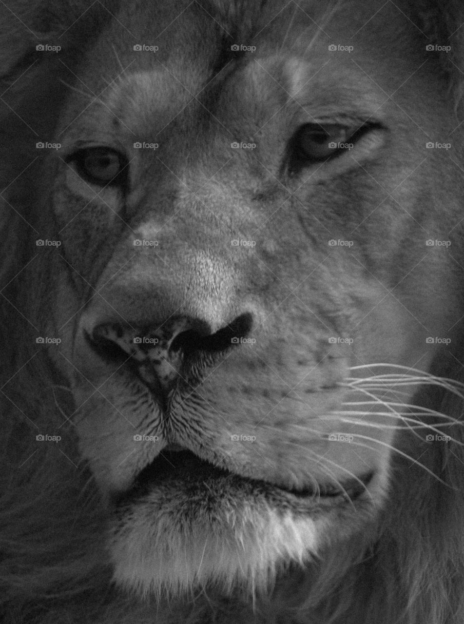 Very close up of lion face
