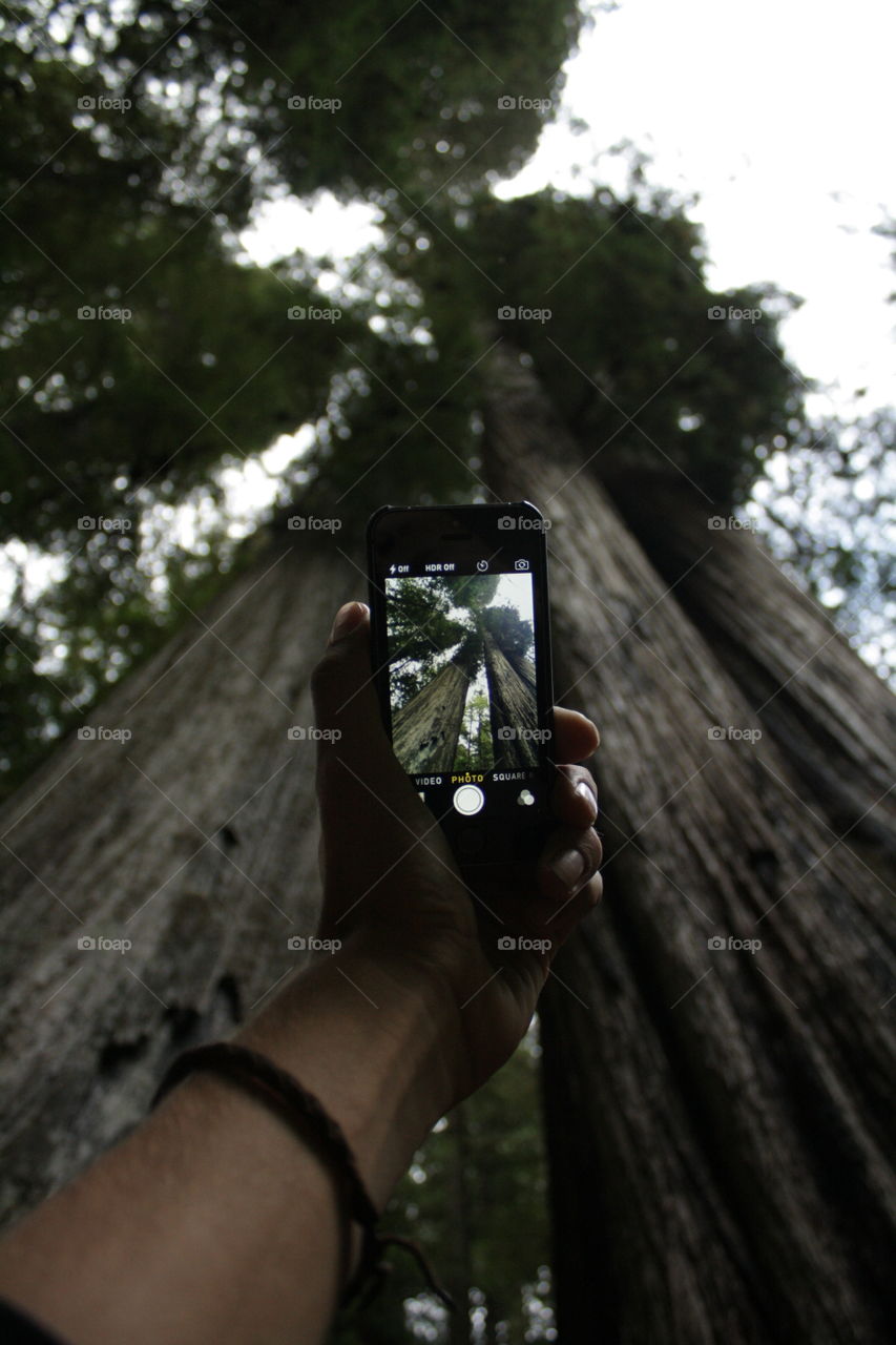 Smart phone in the redwoods. Taking a photo in the redwoods national forest 