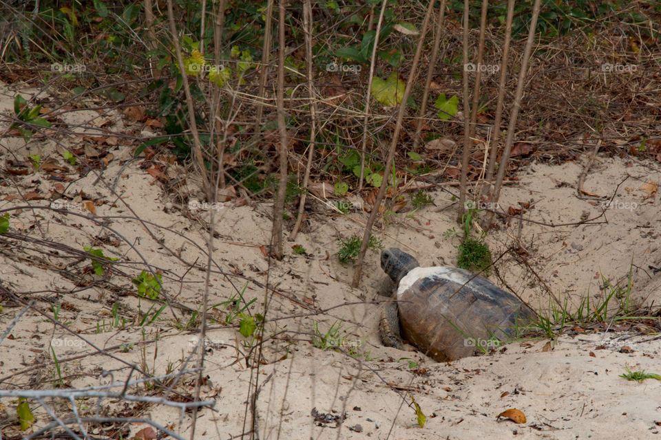 Gopher turtle in burrow