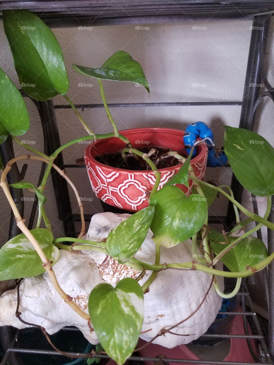 Pothos plant spreading its wings..