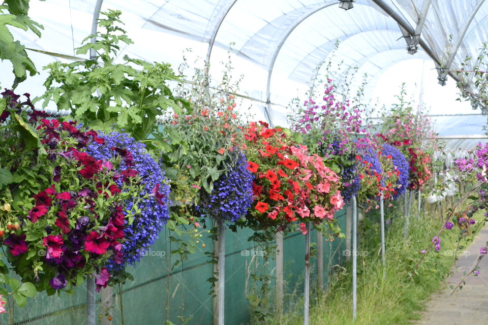 Hanging baskets.. A bunch of flowers.