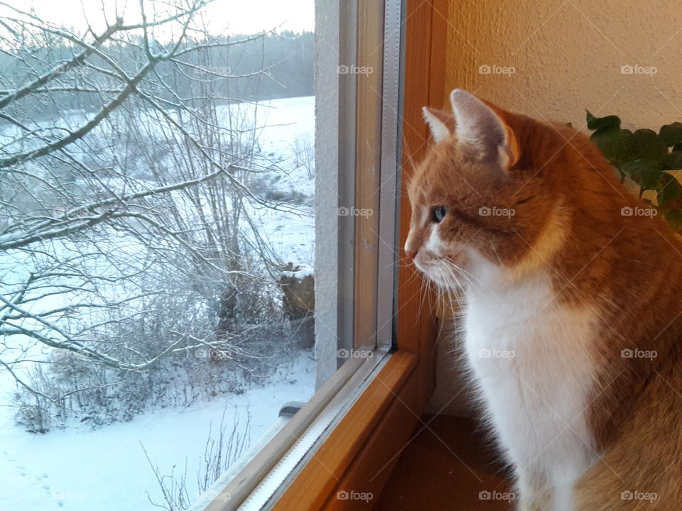 cat looking out of the window into a snow landscape