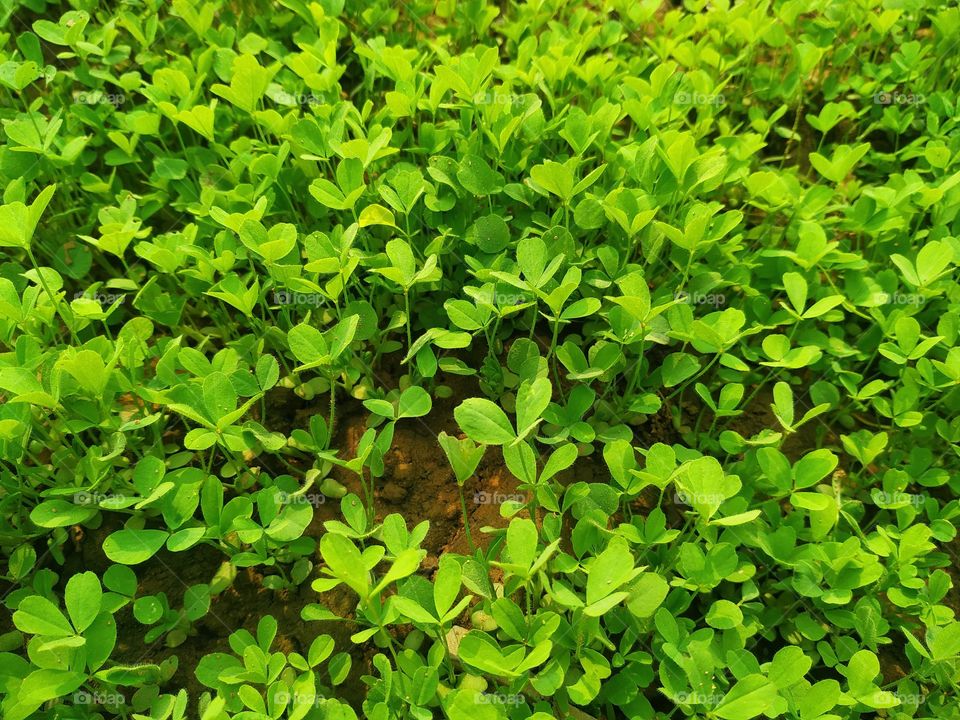 Its seed is sown in green grass field, this grass is very much in India in winter time.