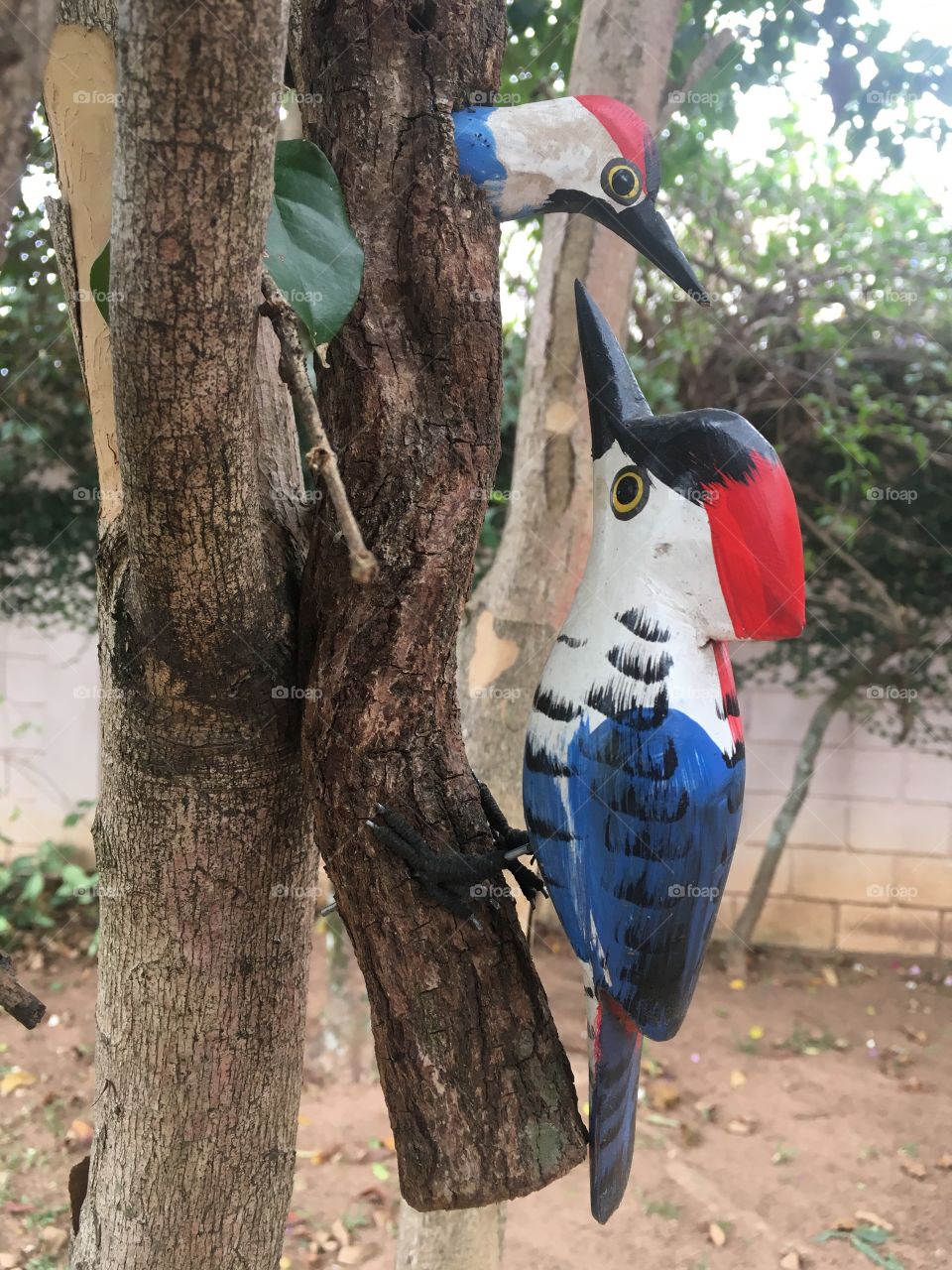 O pica-pau macho arranjou uma fêmea e fez a sua parceria com a parceira. Olhe aí a construção da casinha. 