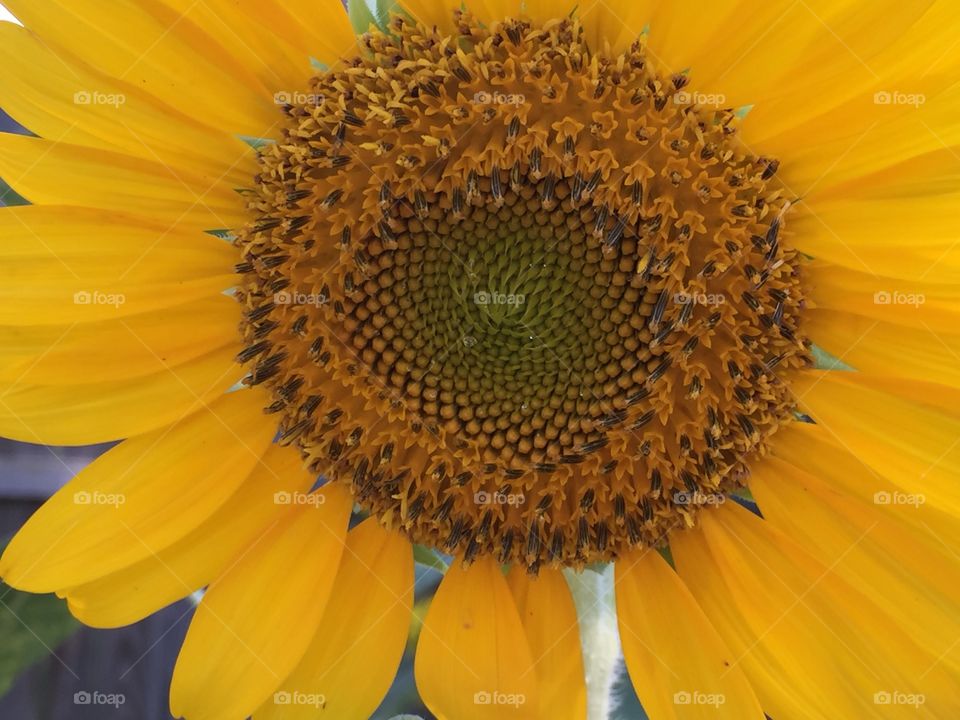 Sunflower