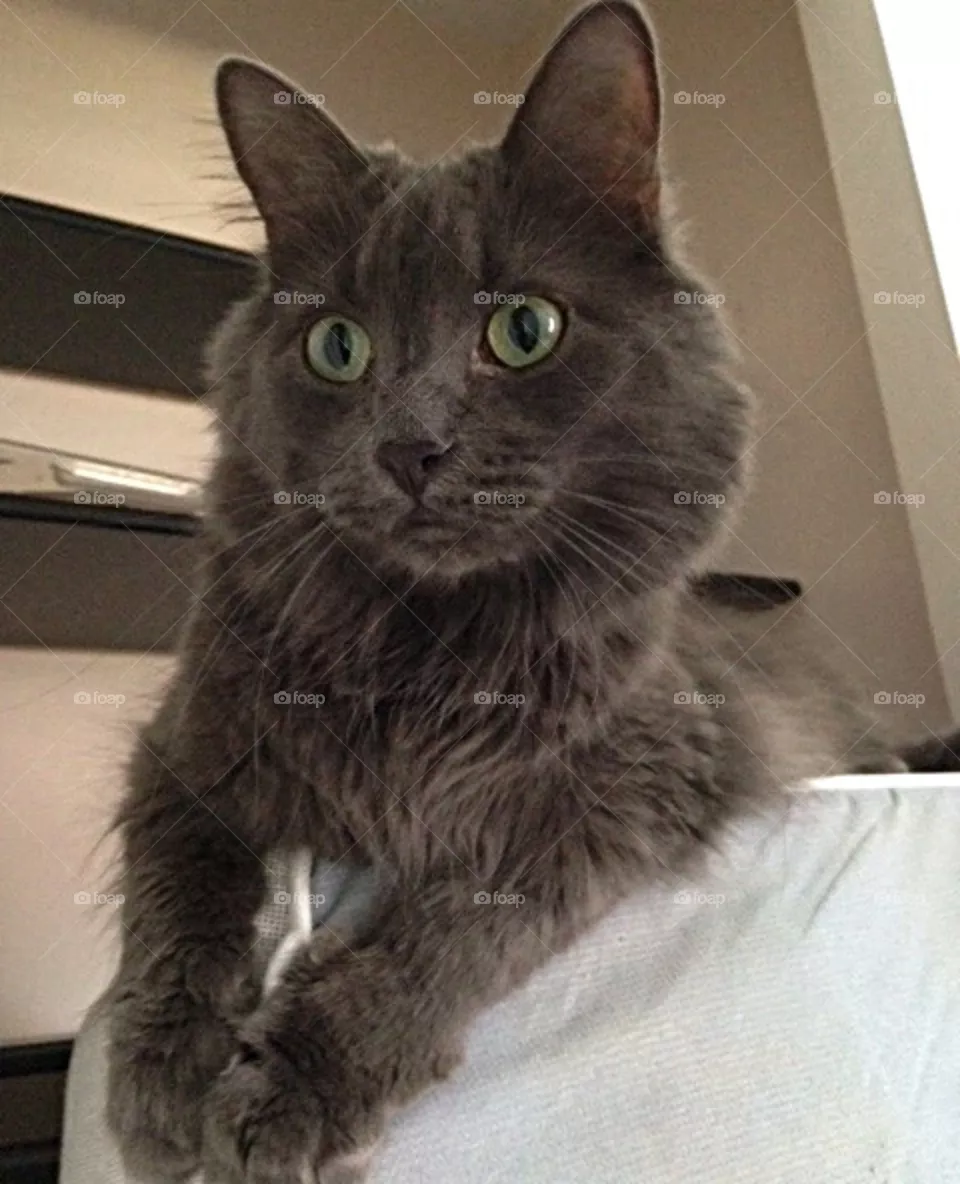 Green eyed wonder