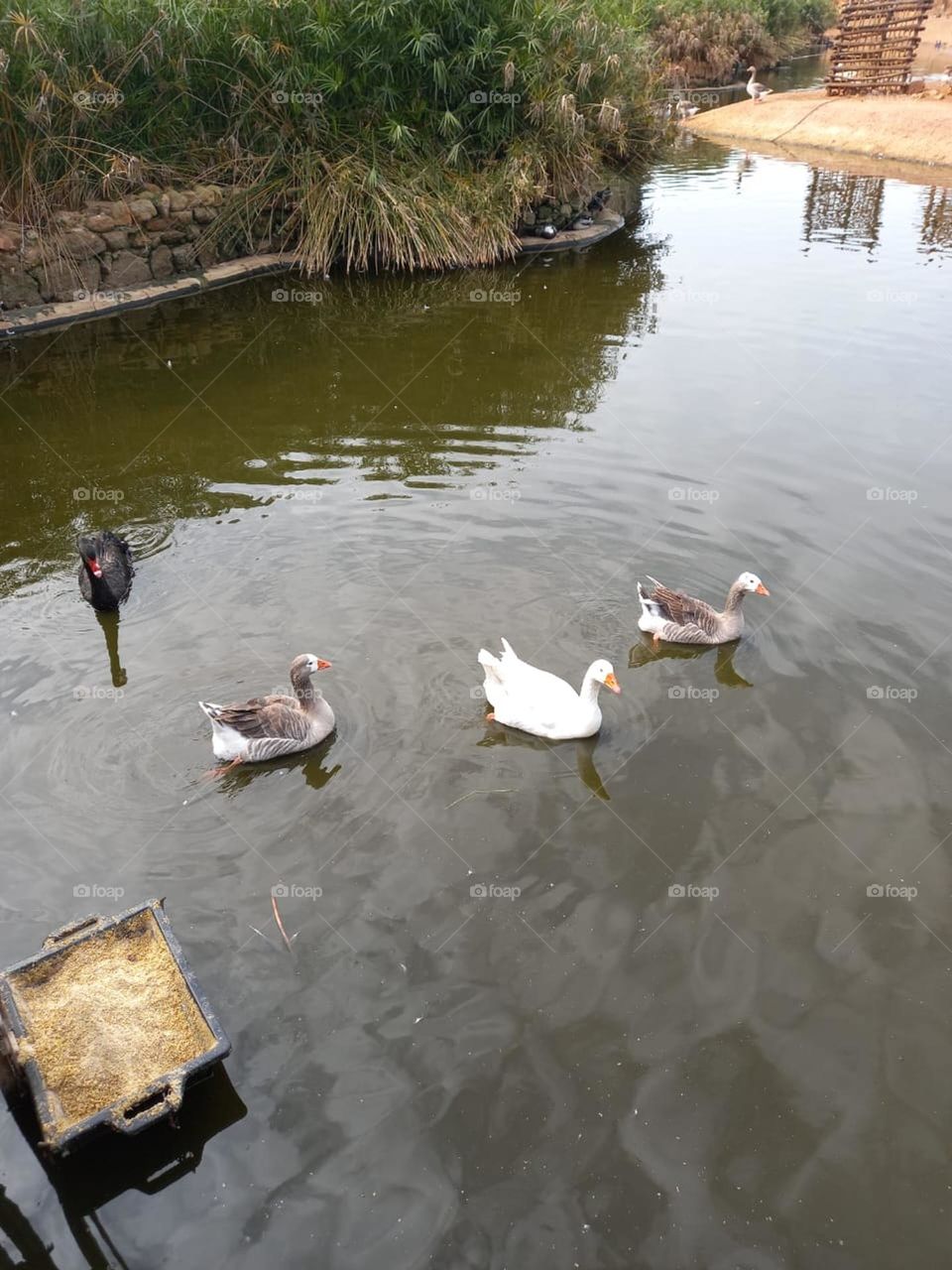 Beautiful duck in the river.