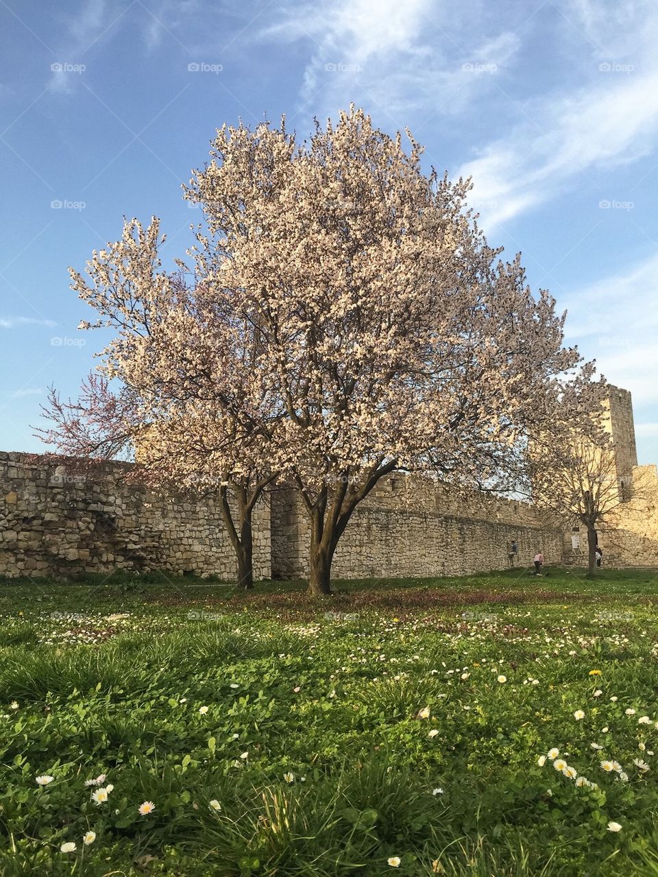 Cherry tree in spring