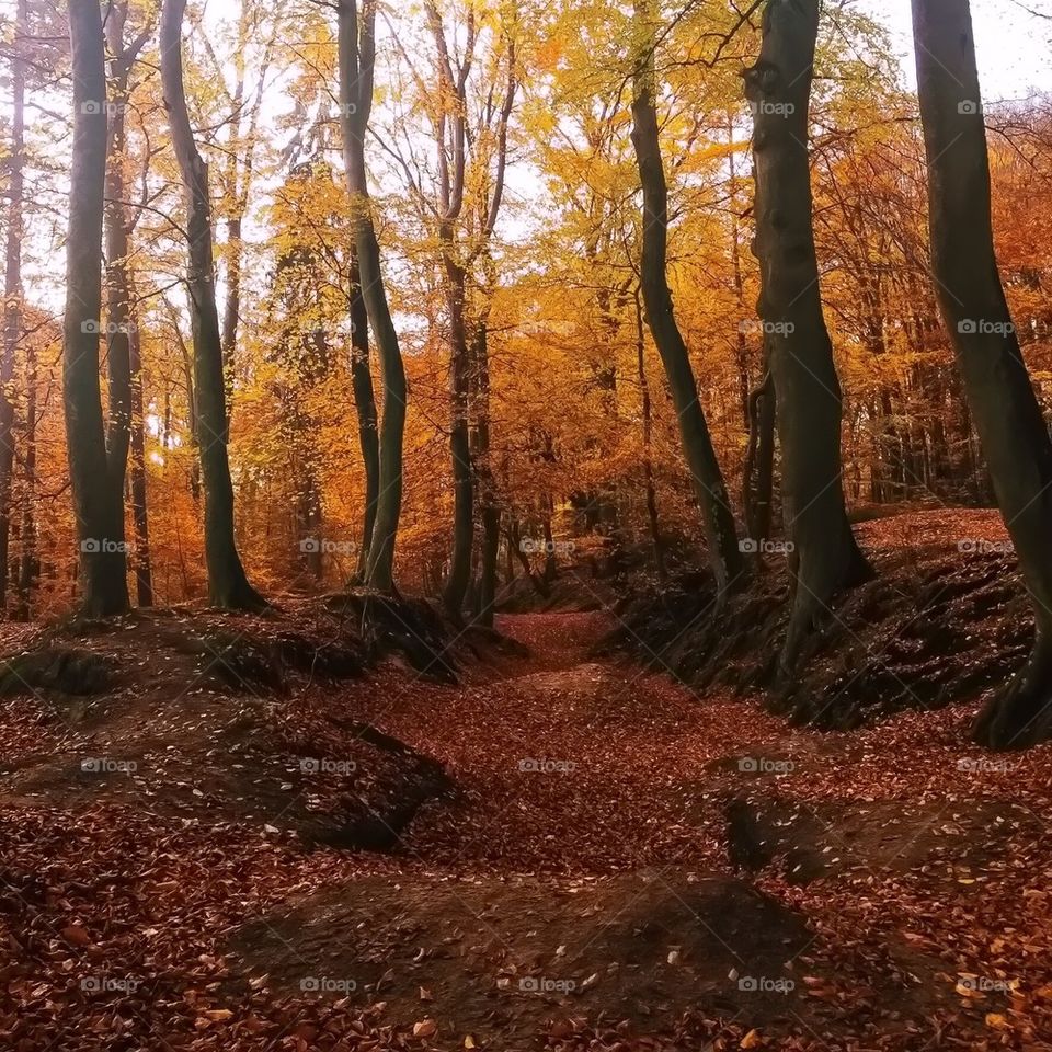 Scenic view of autumn at day