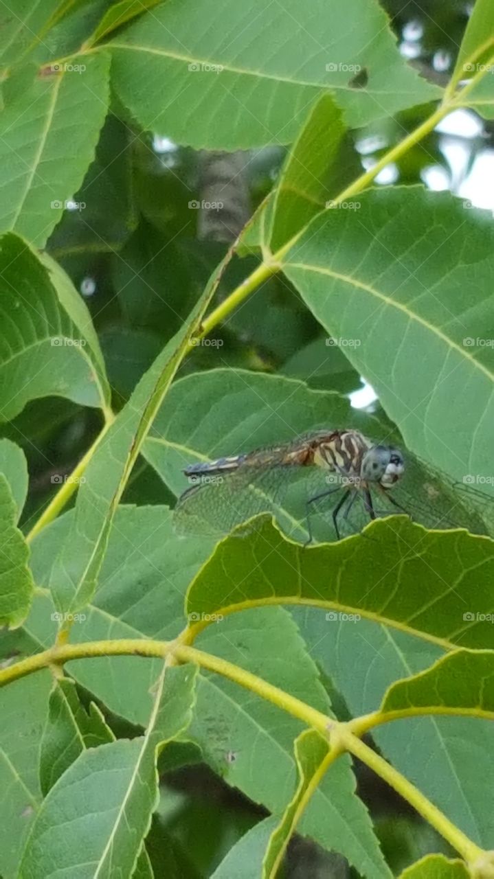 Dragonfly on Pecan Leaf