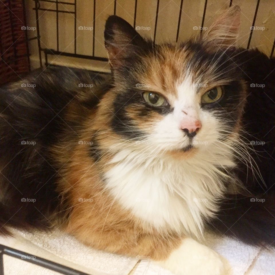 Rescued old calico cat laying in crate 
