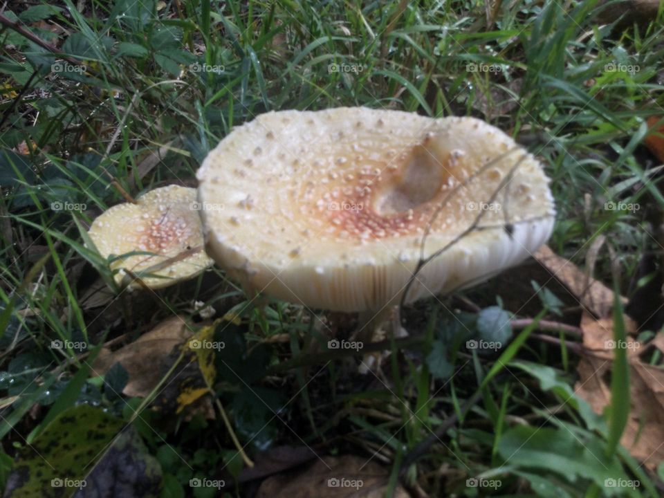 A Closeup of a Couple of Mushrooms 